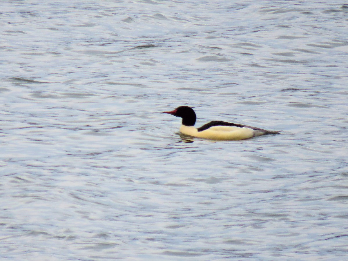 Common Merganser - ML646555866