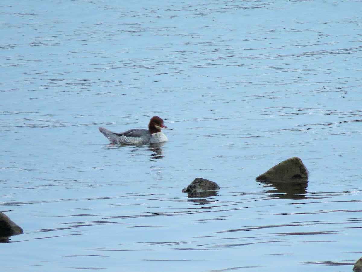 Common Merganser - ML646555867