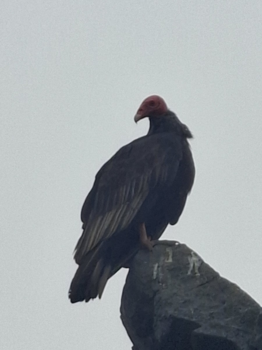 Turkey Vulture - ML646555868