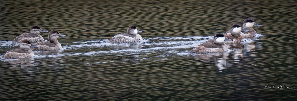Американская савка - ML646555869