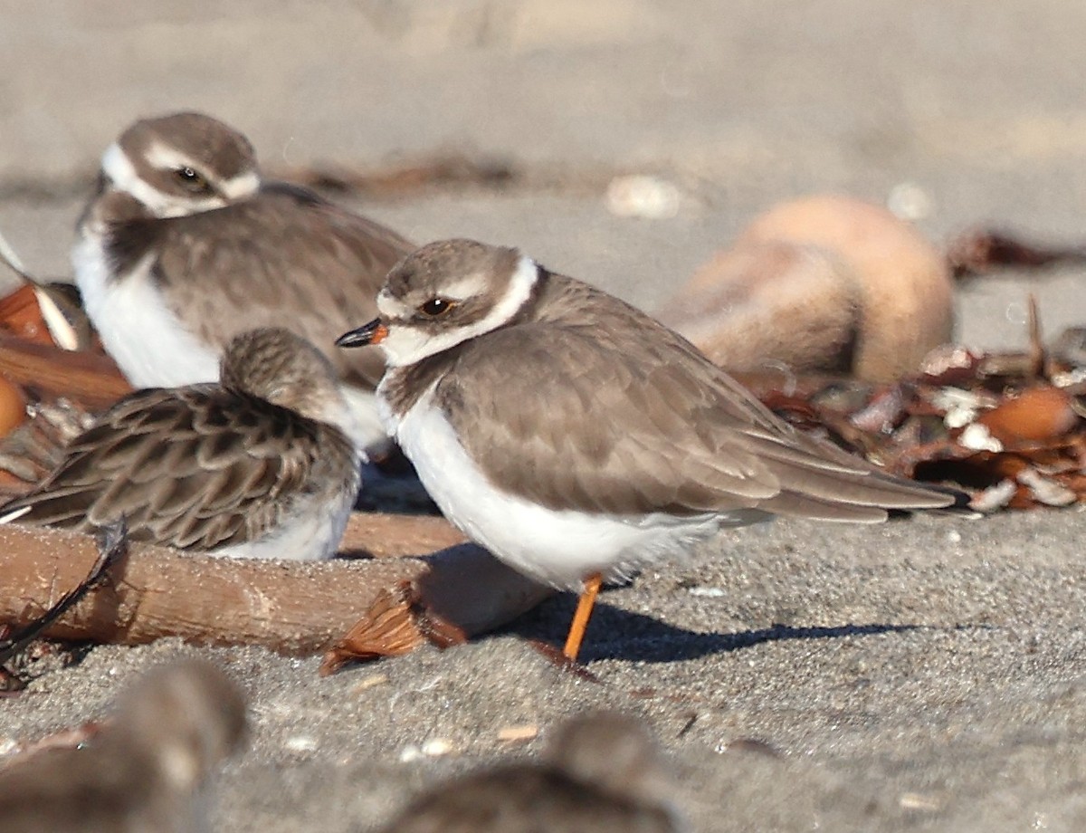 Txirritxo erdipalmatua - ML646555870