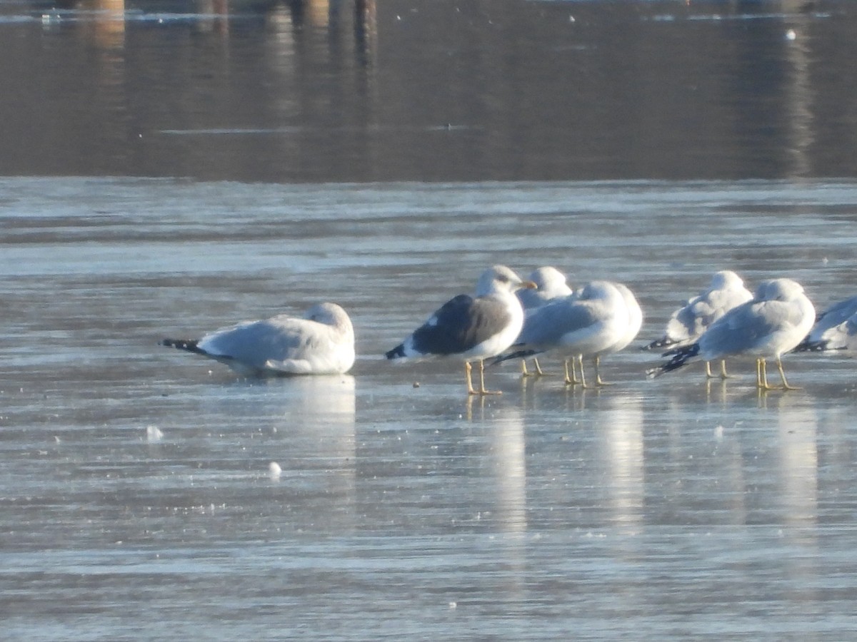Lesser Black-backed Gull - ML646555871