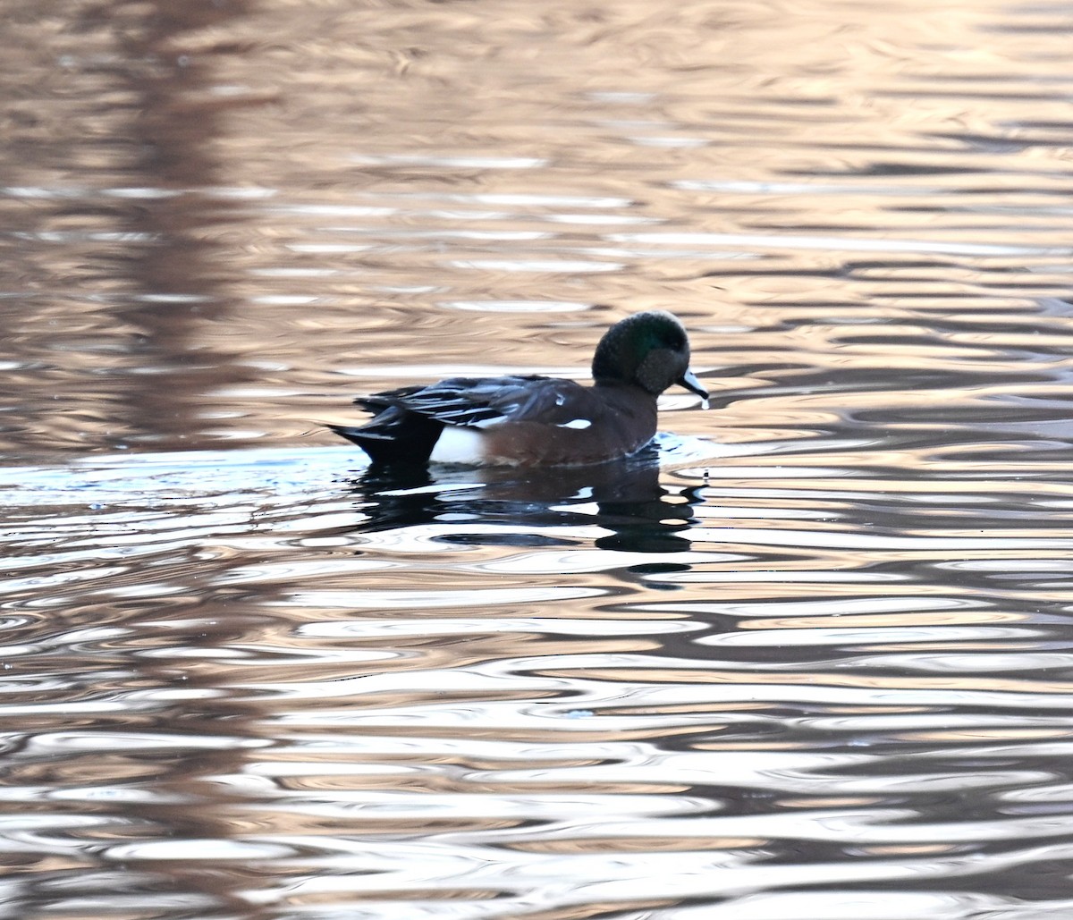 American Wigeon - ML646555872