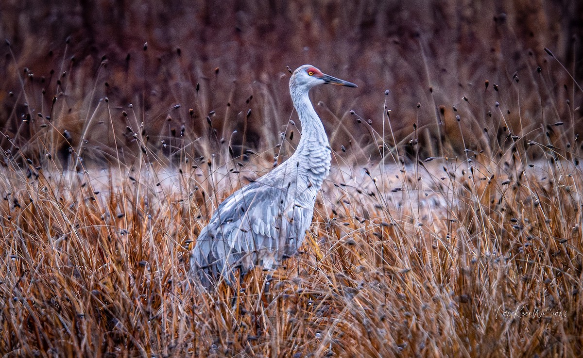 Kanadakranich - ML646555873