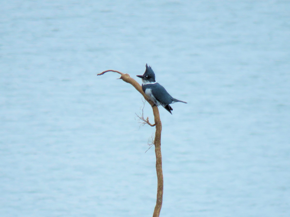 Belted Kingfisher - ML646555874