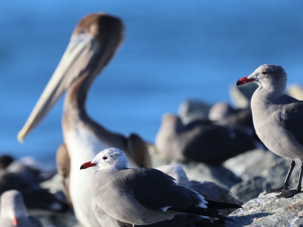 Heermann's Gull - ML646555875