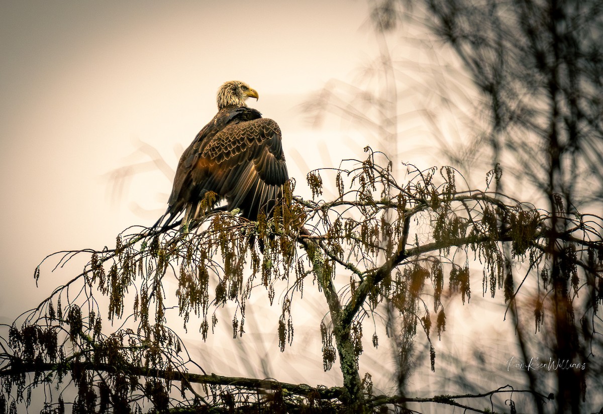 Weißkopf-Seeadler - ML646555883