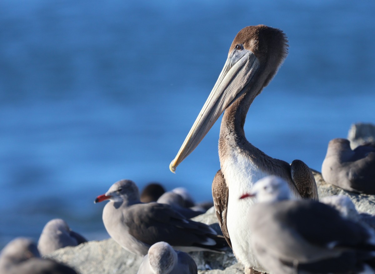 Pelikano arrea - ML646555894