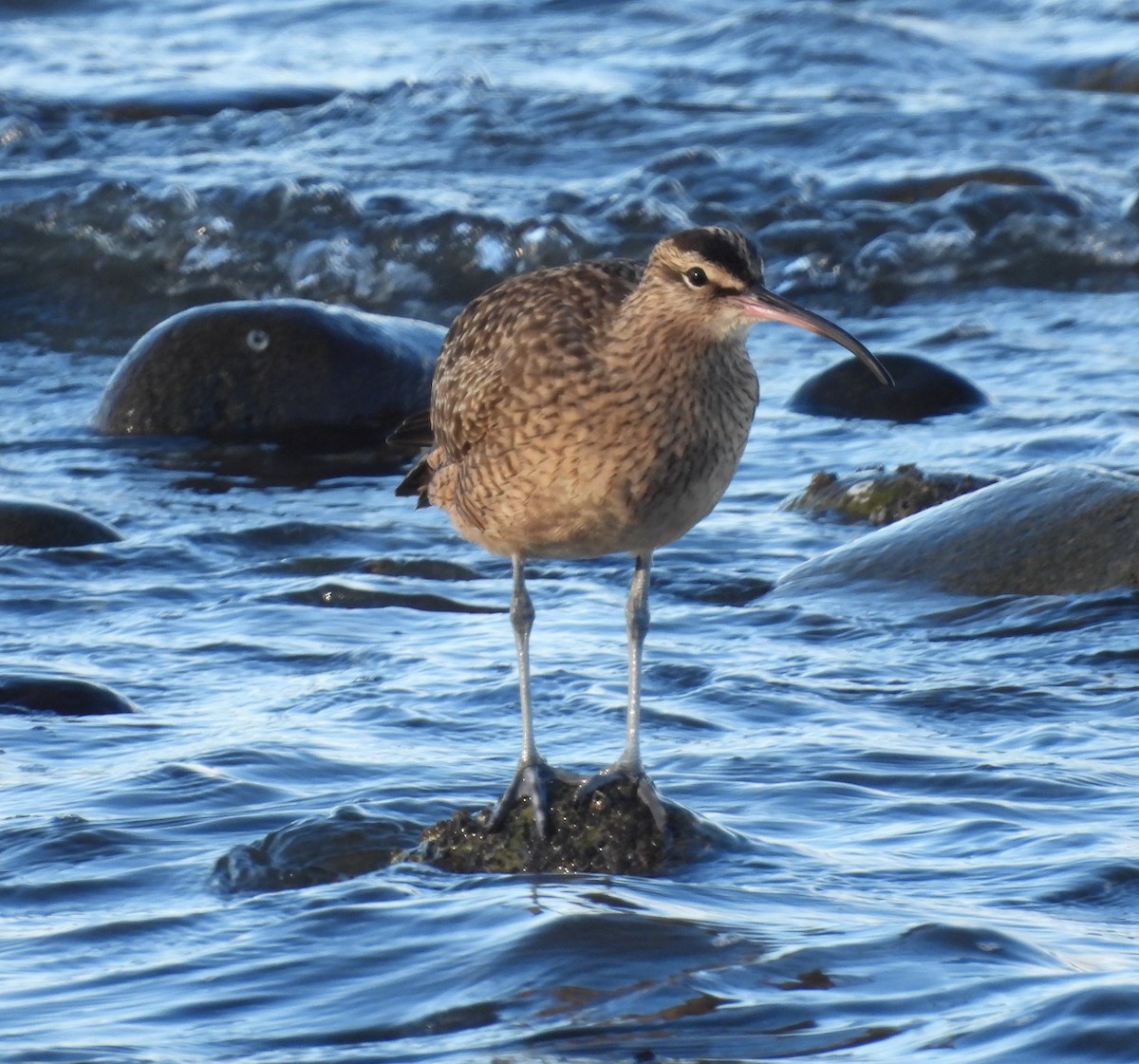 koliha hudsonská - ML646555895