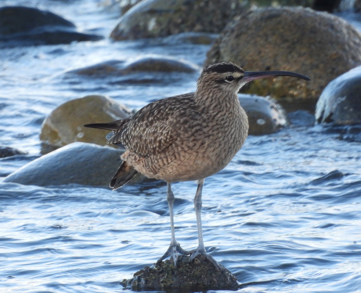 koliha hudsonská - ML646555896