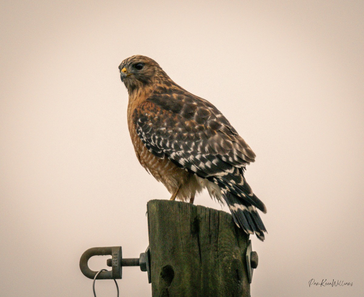 Rotschulterbussard - ML646555898