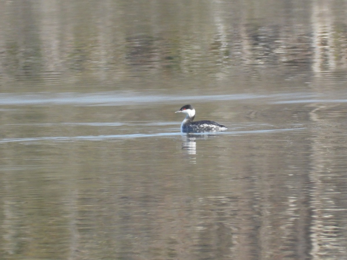 horndykker - ML646555899