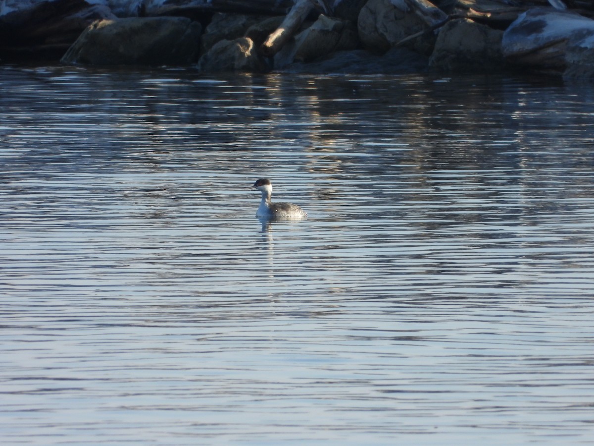 potápka žlutorohá - ML646555900