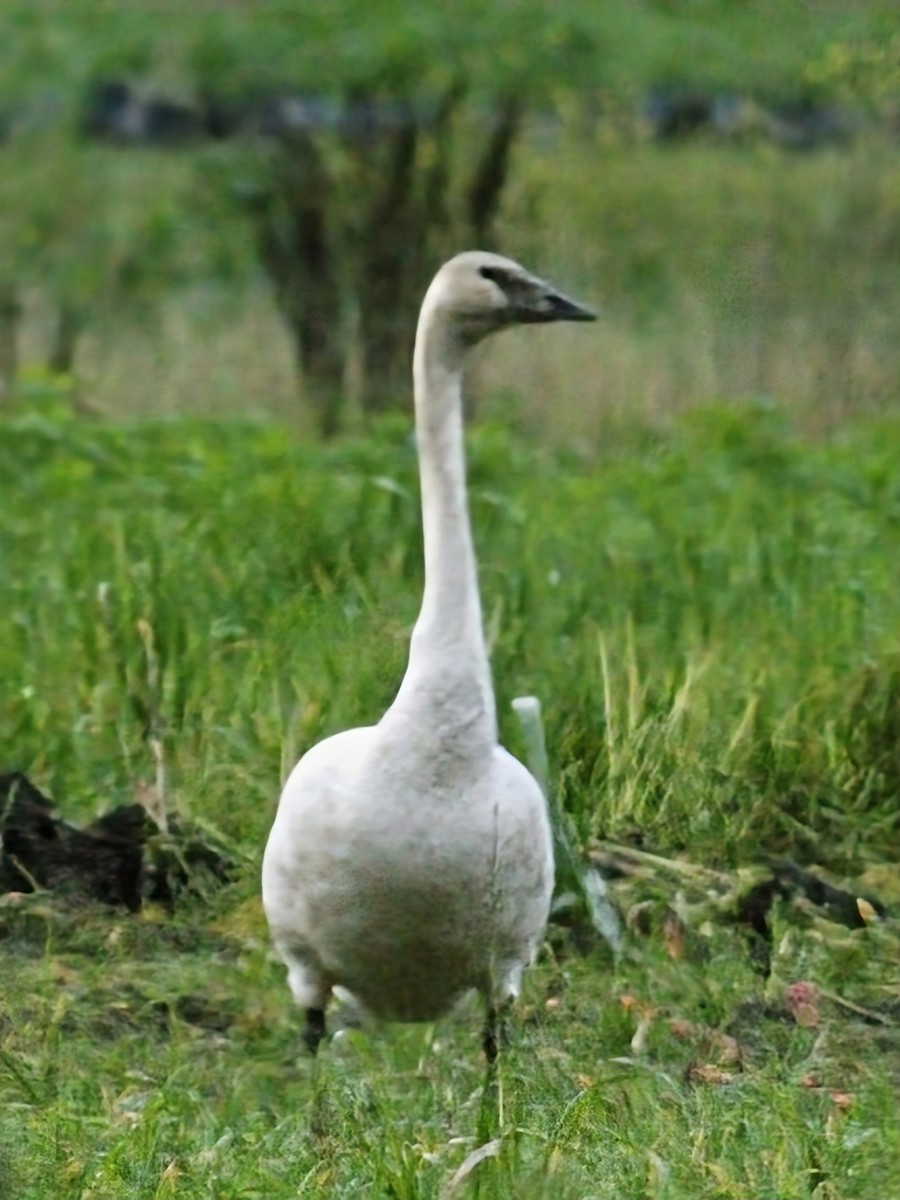 Trumpeter Swan - ML646555902