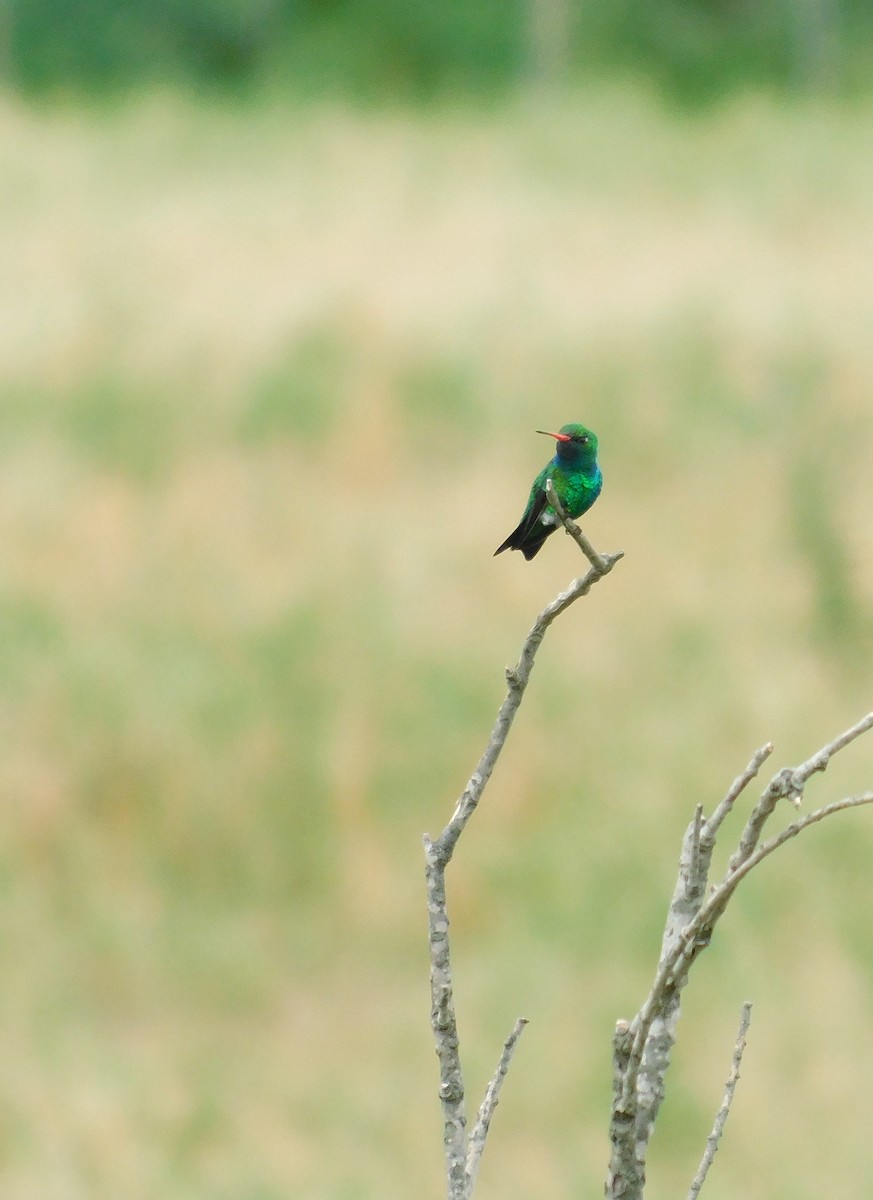 アオムネヒメエメラルドハチドリ - ML646555906