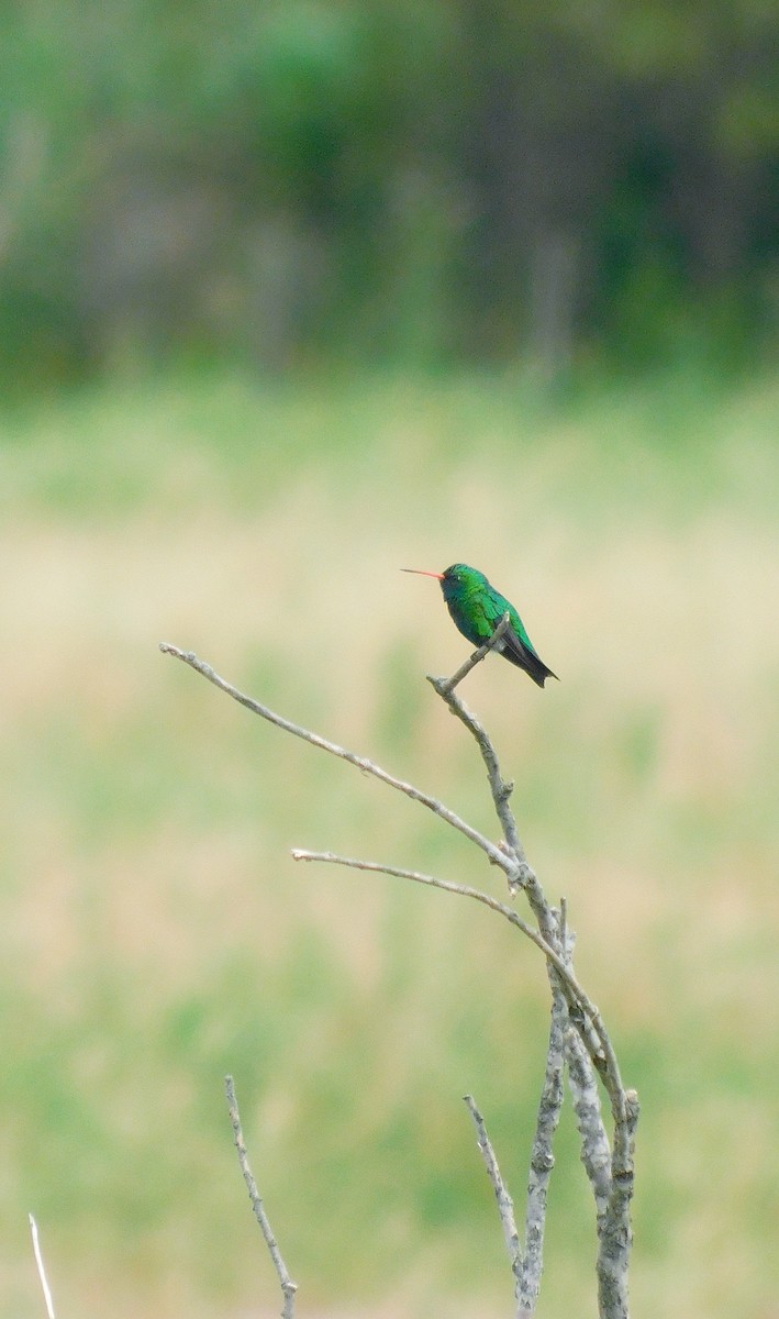 アオムネヒメエメラルドハチドリ - ML646555907