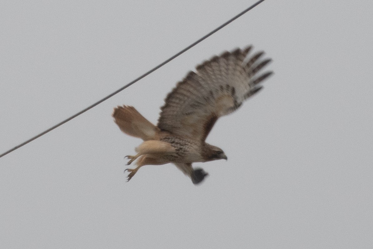 Red-tailed Hawk - ML646555908