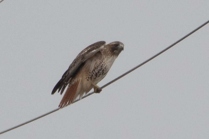 Red-tailed Hawk - ML646555909