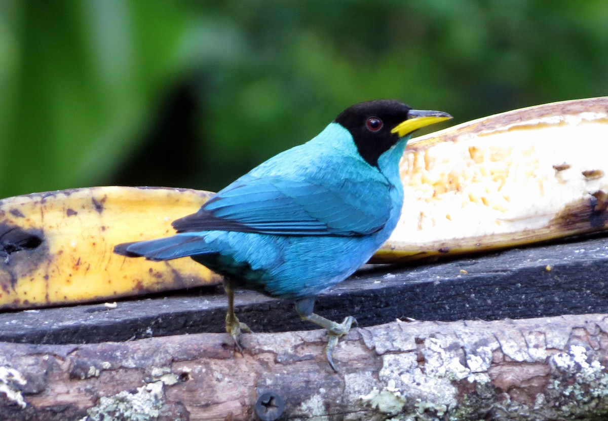 grønnhonningkryper - ML646555912