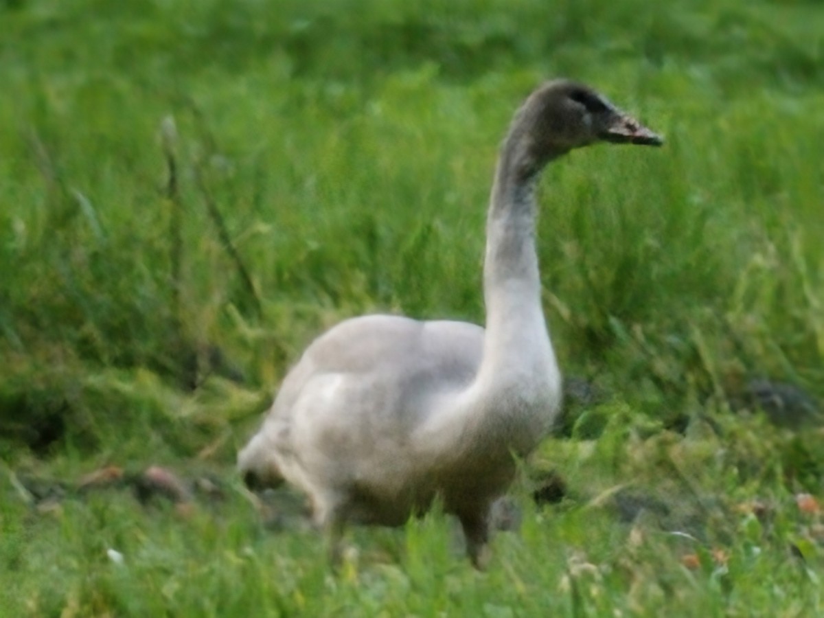 Tundra Swan - ML646555914