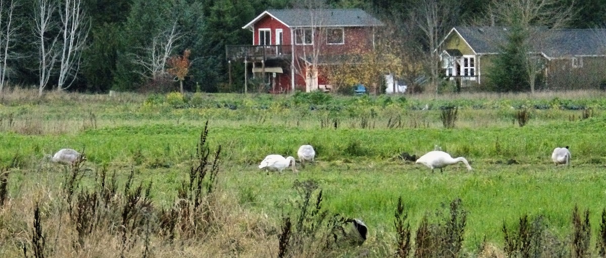 Tundra Swan - ML646555915