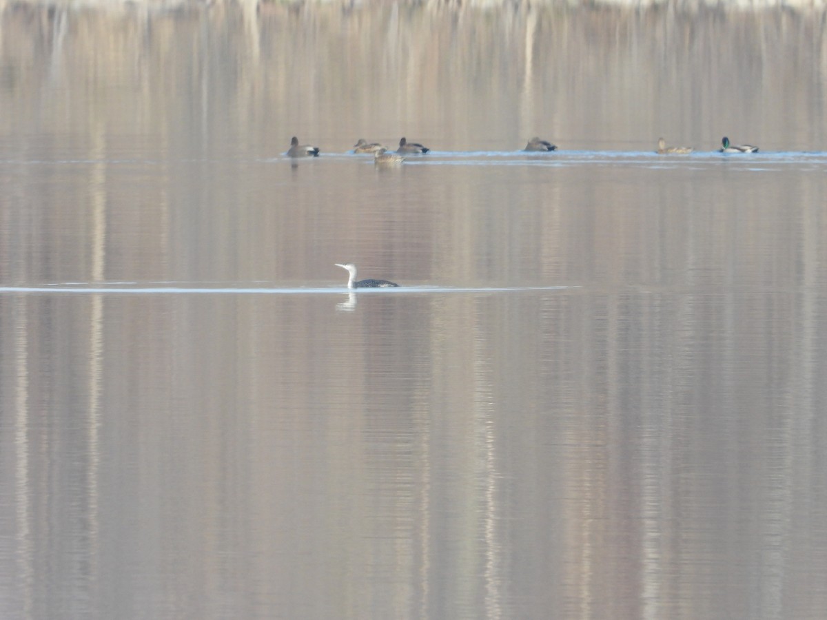 Red-throated Loon - ML646555916