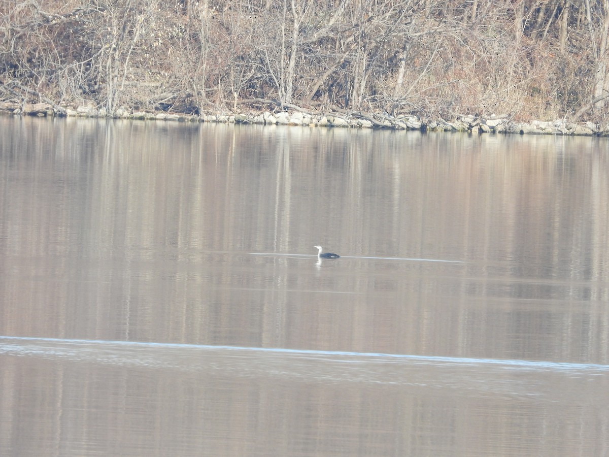 Red-throated Loon - ML646555917