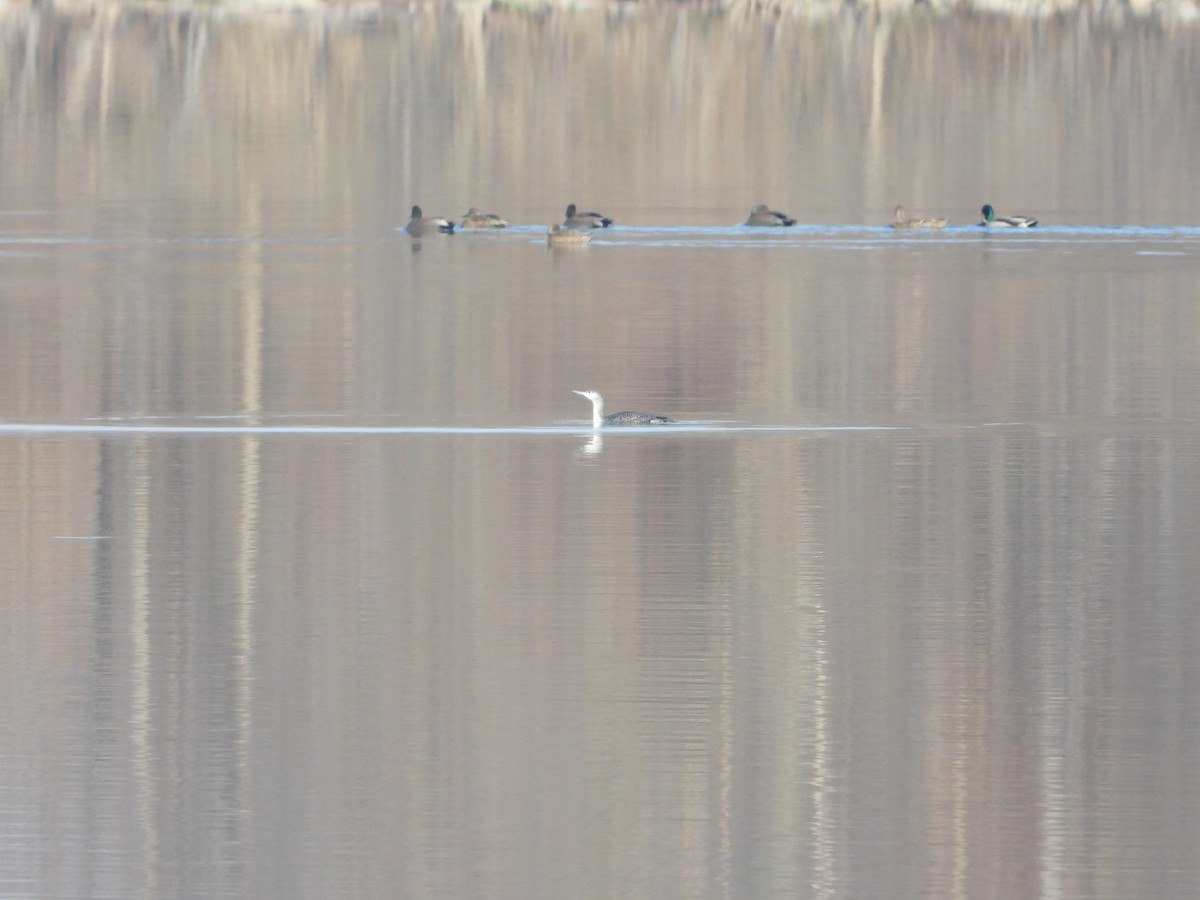 Red-throated Loon - ML646555918