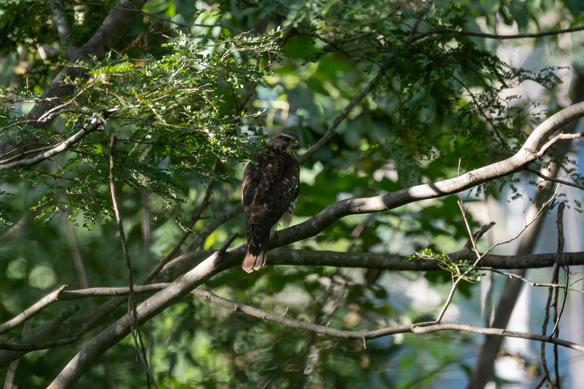 Broad-winged Hawk - ML646555920