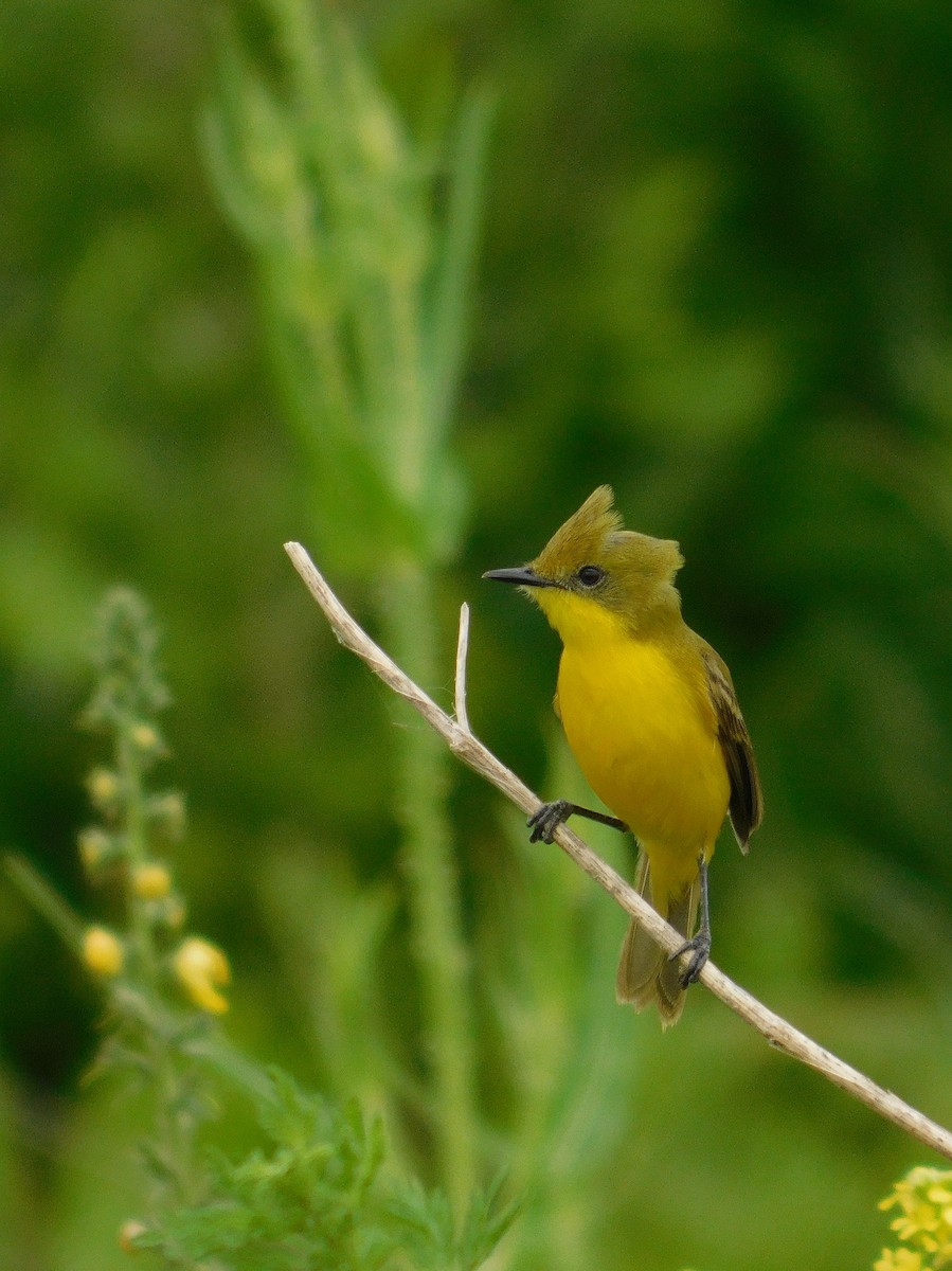 ハリバネムシクイタイランチョウ - ML646555922