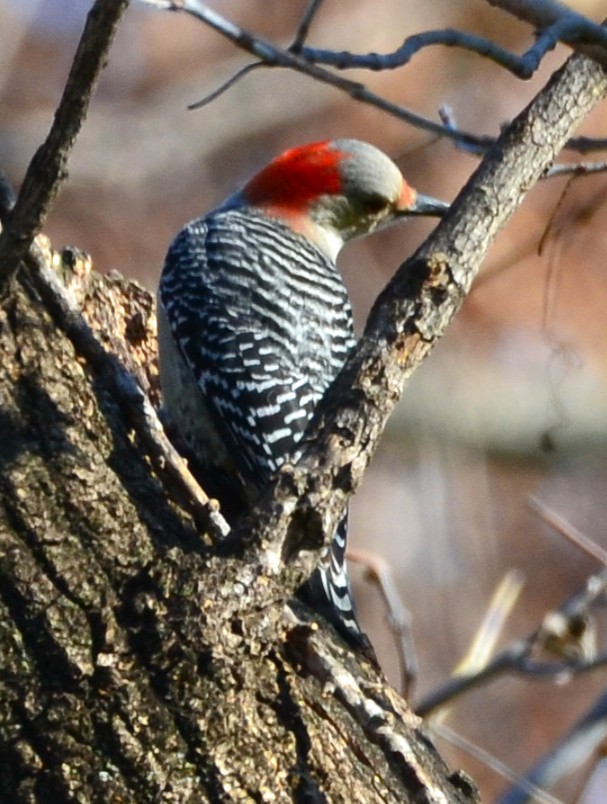 Carolinaspecht - ML646555923