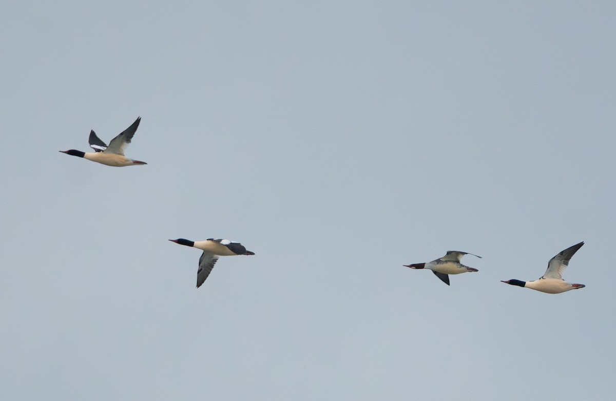 Smergo maggiore - ML646555925