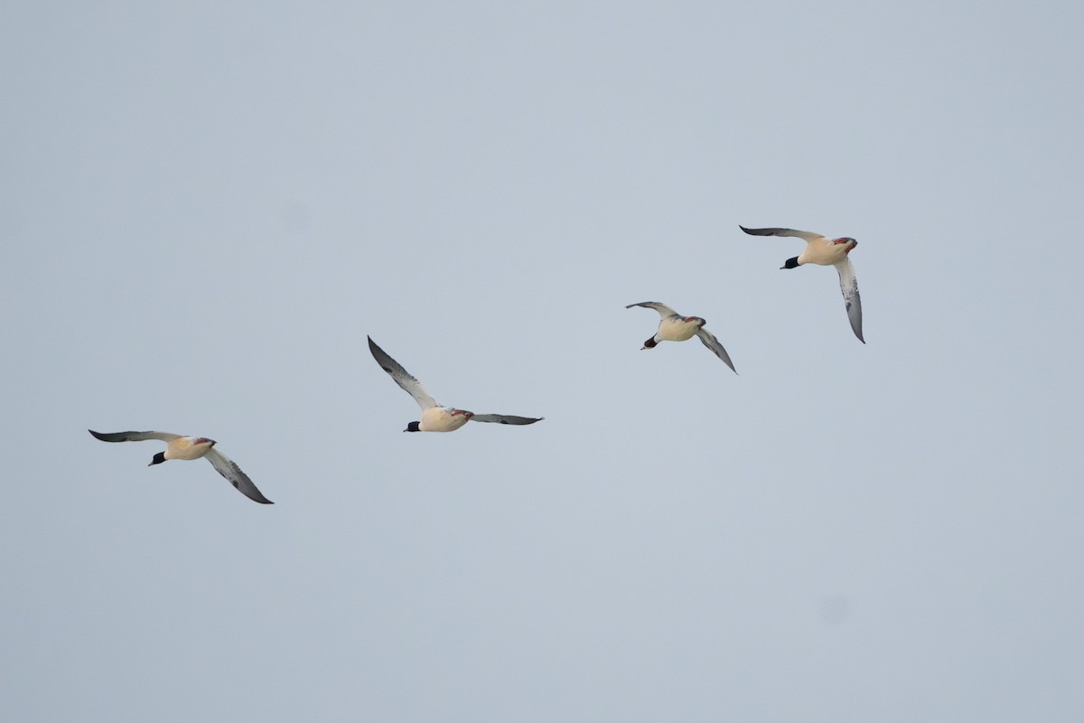 Smergo maggiore - ML646555926