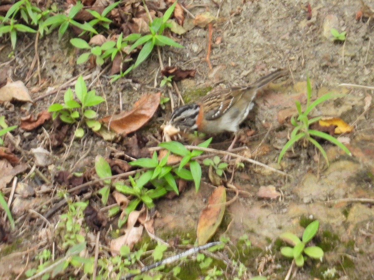 Rufous-collared Sparrow - ML646555930