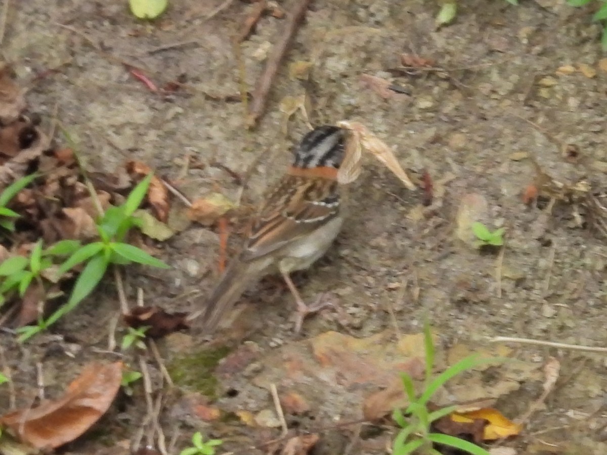 Rufous-collared Sparrow - ML646555931