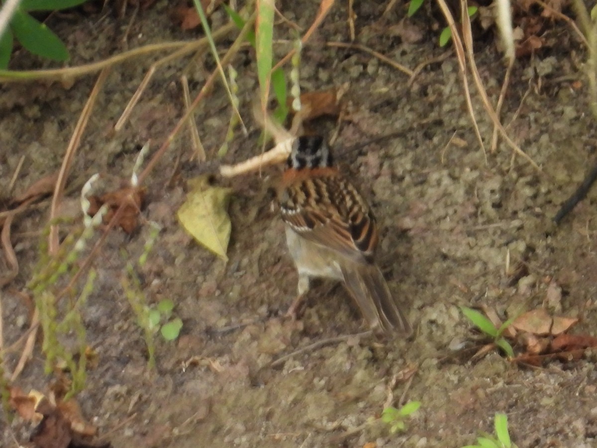 Rufous-collared Sparrow - ML646555932