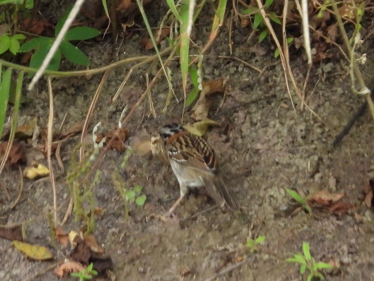 Rufous-collared Sparrow - ML646555933