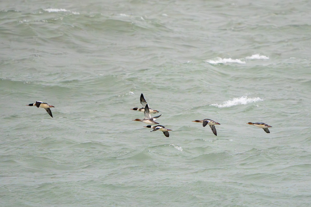 Smergo minore - ML646555934