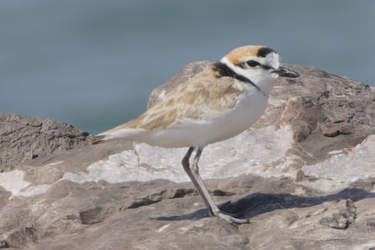 Malaysian Plover - ML646555937