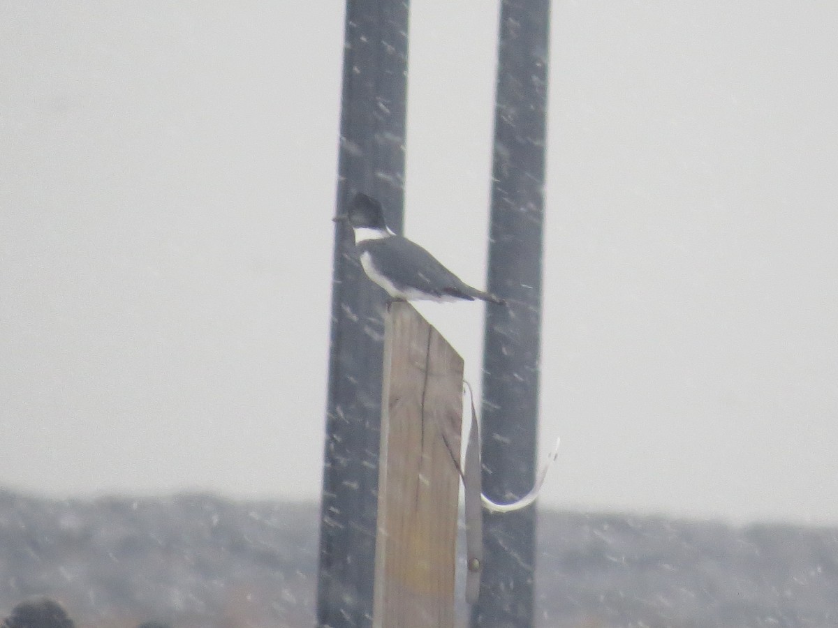 Belted Kingfisher - ML646555938