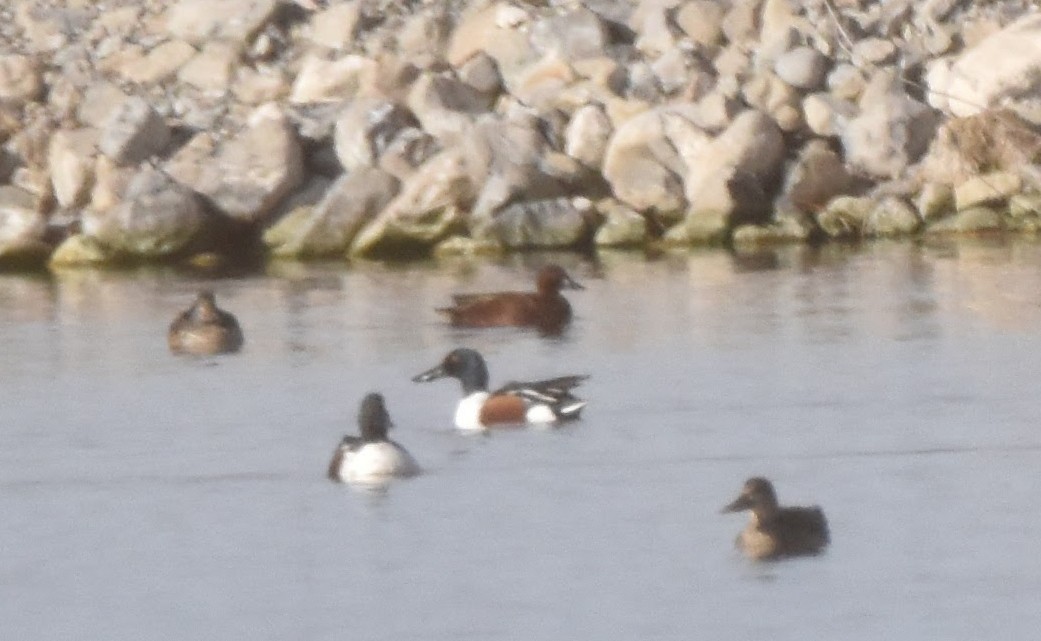 Cinnamon Teal - ML646555942