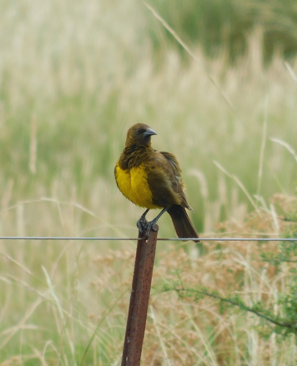 コヌマムクドリモドキ - ML646555943