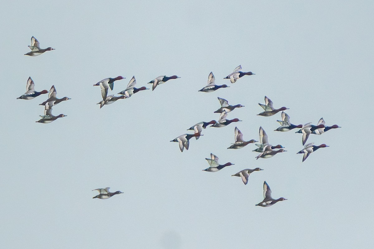 Redhead - ML646555944