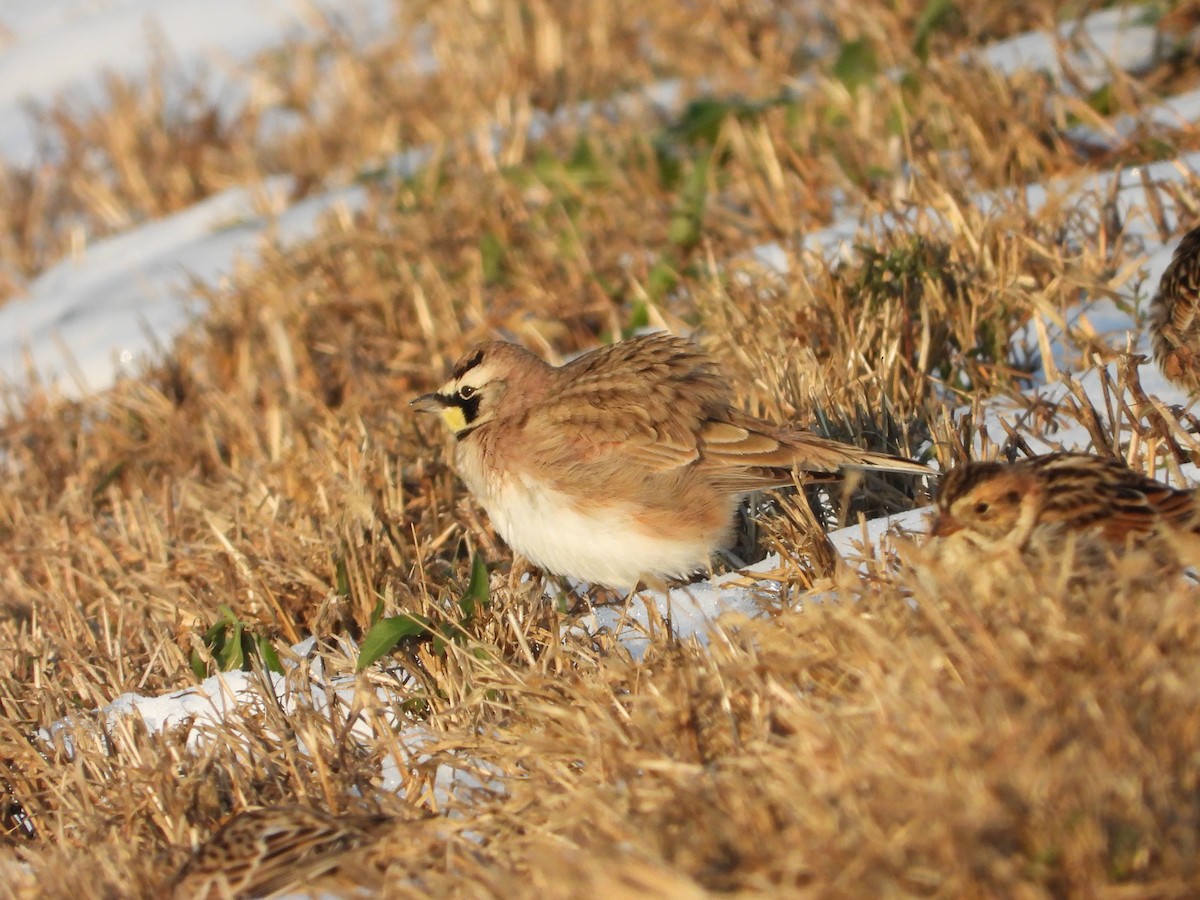 skřivan ouškatý - ML646555947