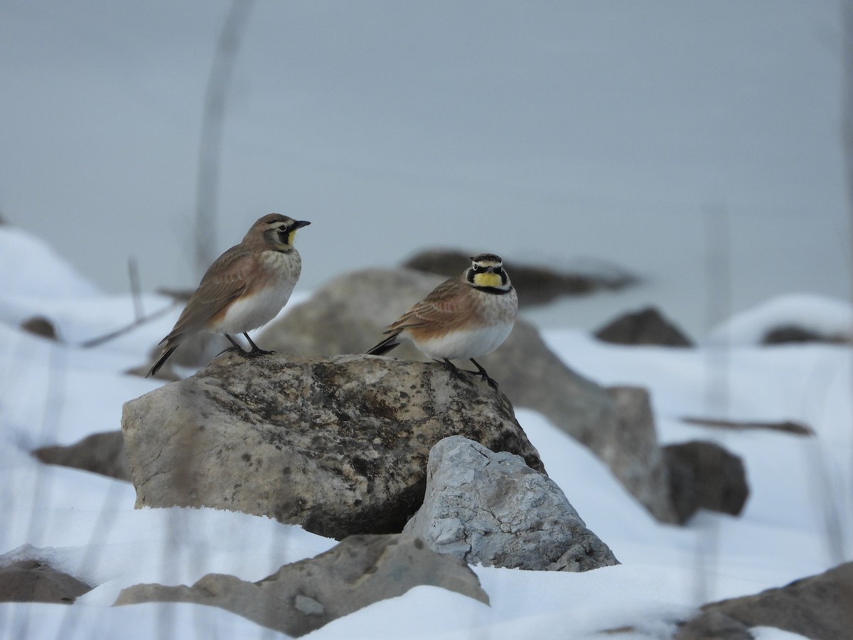 skřivan ouškatý - ML646555948