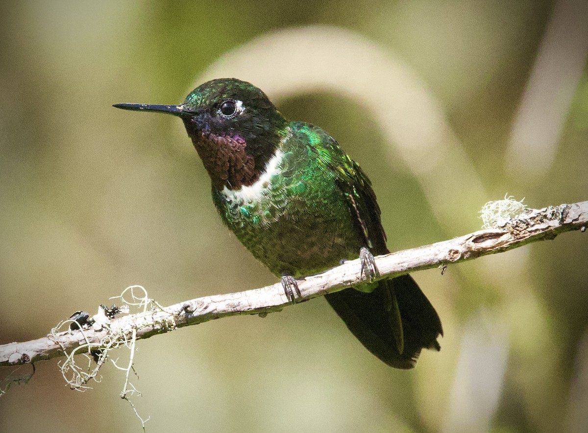 Longuemare's Sunangel - ML646555949