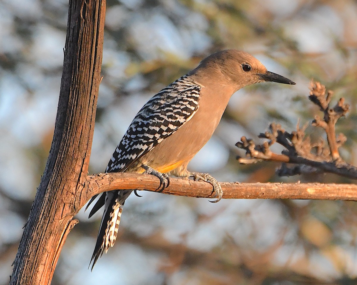 Gila Woodpecker - ML646555950