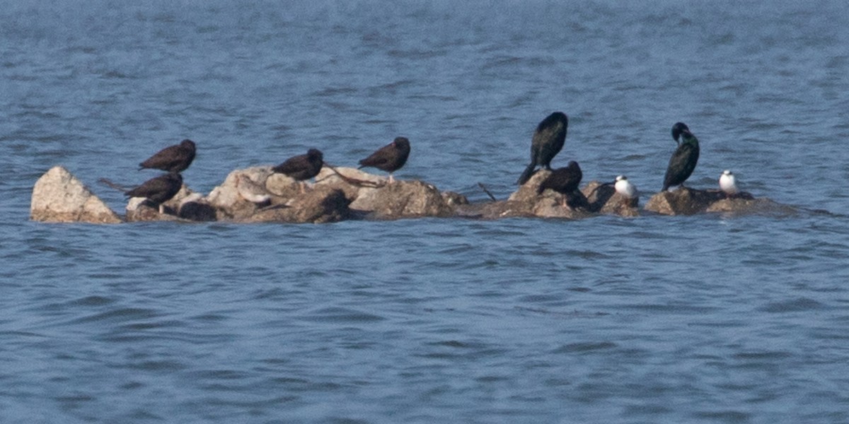 Black Oystercatcher - ML646555953