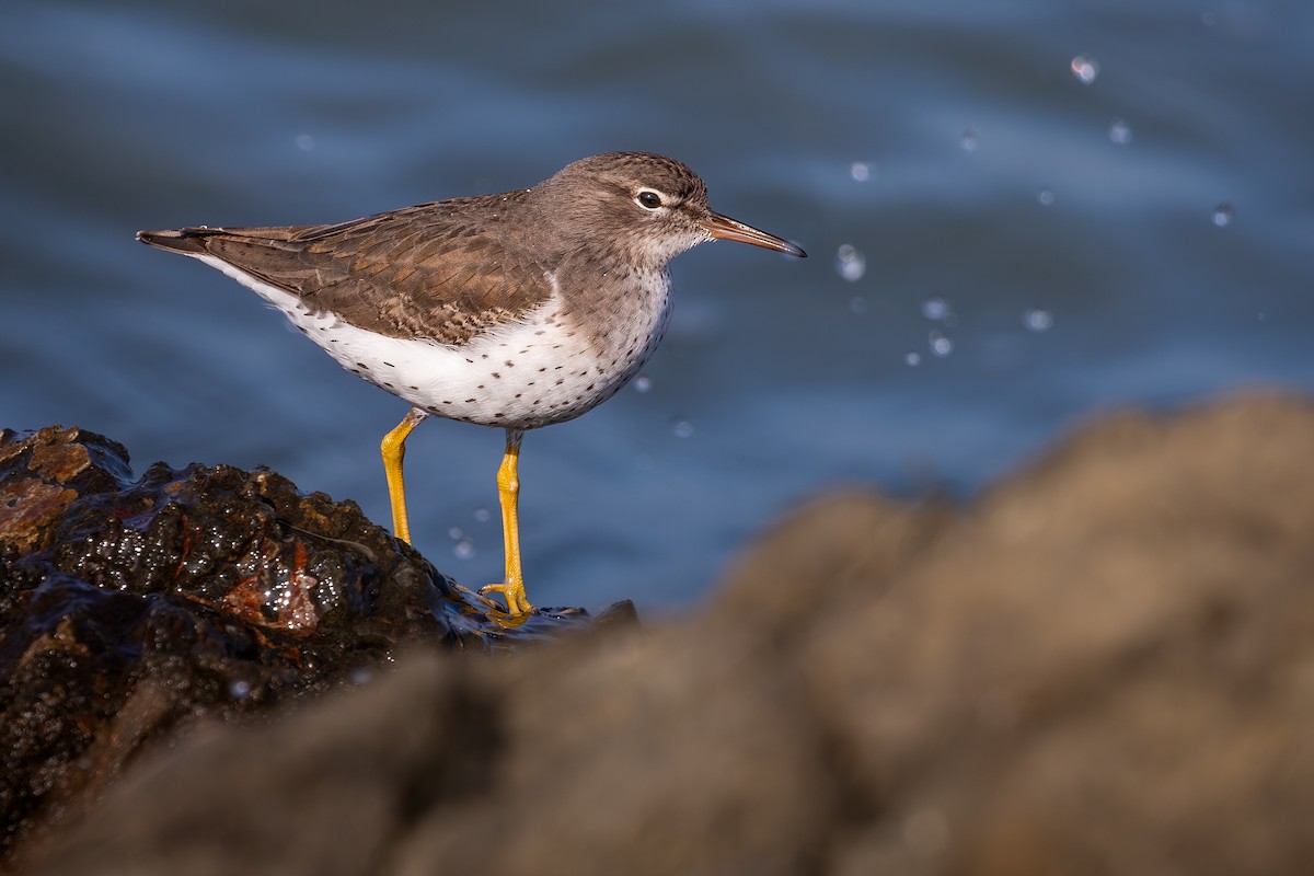 Spotted Sandpiper - ML646555955