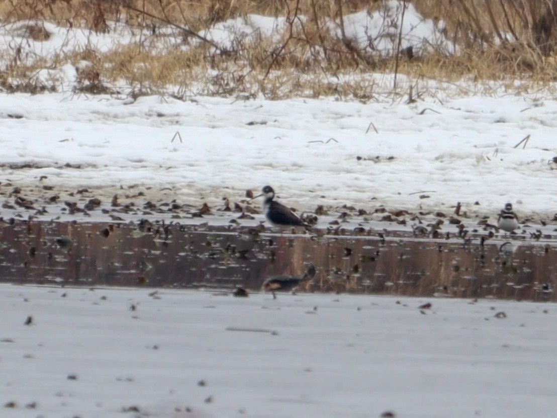 pisila černokrká - ML646555956